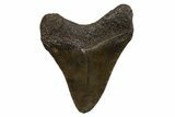 Juvenile Megalodon Tooth - South Carolina #310099-1